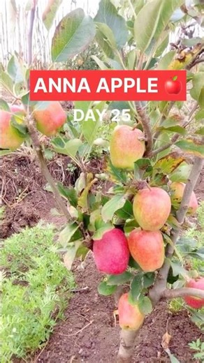 ANNA APPLE DAY 25 GROWTH