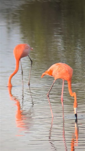 American Flamingoes on the Salina Sint Marie, Curacao