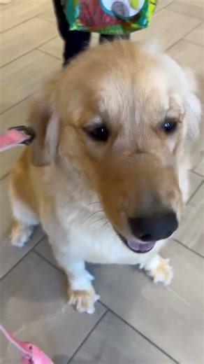 Golden cousin Winnie getting picked up! Super Bowl table disaster avoided. Phew!