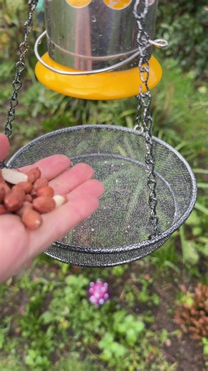 Snack time for our little friends in this cold day 🐦‍⬛#EnchantedGarden #FeatheredFriends #BirdFavorites #NatureMoments #BirdFeeding