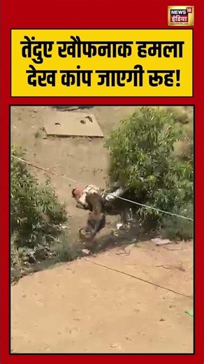 Viral Video | Animal | Leopard खौफनाक हमला देख कांप जाएगी रूह! | #viralnews #viralvideo #shorts