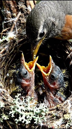 Hummingbird Parents: An Incredible Journey