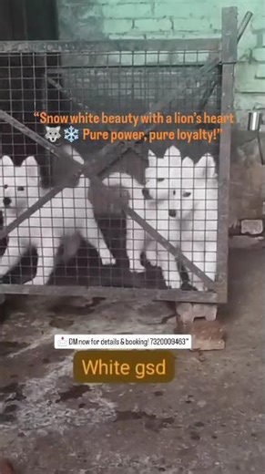 🐺 White German Shepherd Puppy for Sale in Patna | Premium GSD Available