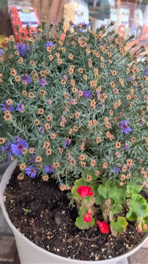 🎄✨ Boothbay Harbor is READY for you! ✨🎄 If you’re heading to Coastal Maine Botanical Gardens for Gardens Aglow, make sure you plan a little extra time to shop, dine & sparkle your way through our beautiful harbor town! 🌟🛍️🍽️ We’re all decorated, festive, and excited to welcome locals and visitors for the holiday season. From twinkling lights to small-town charm, Boothbay Harbor is the perfect place to stroll, sip, snack, and snag those special gifts. 🎁💙 And of course… don’t forget to stop
