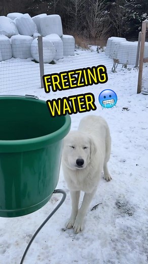 Can I keep the dog water from freezing. #farmlife