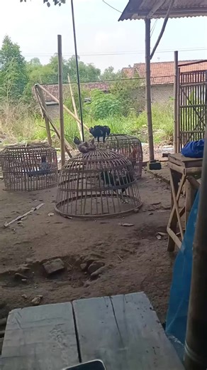 #ayampakoy #peternakayampakhoy #samanpitbull #🥁🥁🥁🥁💣🔥 #drumband #fyppppppppppppppppppppppp #fullbrakot