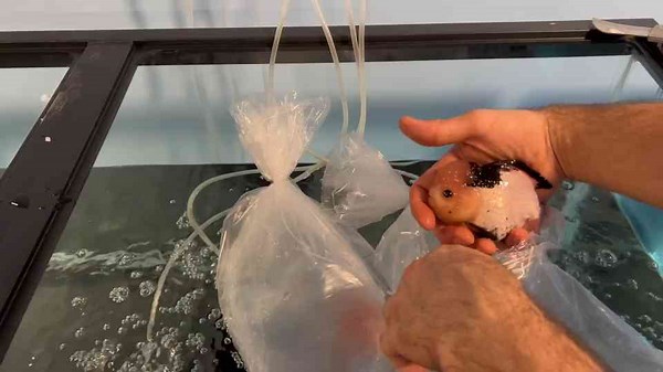 Unboxing the Most Adorable Jumbo Panda Goldfish Ever