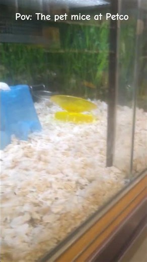 look at these cute pet mice at Petco! so sad they might be snake food 😔 ‪@Mewkle-Melody‬ #petmouse