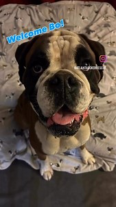 Welcome Bo to Atlanta Boxer Rescue! #AtlantaBoxerRescue #AdoptDontShop #BoxerLove #RescueDog #AdoptBo | Atlanta Boxer Rescue