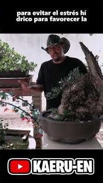 Improving Bonsai Substrates for Heat Waves