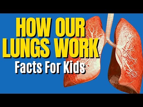 Respiratory System For Kids | How Do Lungs Work | Human Body for Kids