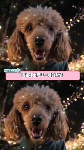 Cute Dog's Wedding Reveal: Pet Owners Will Go Wild