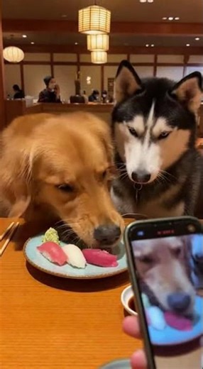 🎬🍣🐶 Two Dogs Compete Eating Sushi — You WON’T Believe Who Wins! 😱🔥#viralvideo #dog