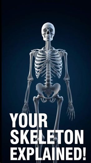 Your Skeleton Explained in 30 Seconds | Doctor Explains #short