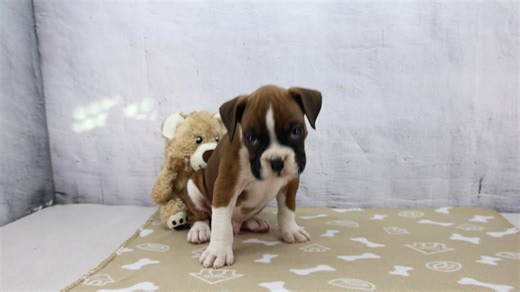 Boxer puppy for sale