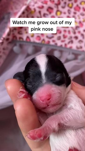 Cthepoodles on TikTok