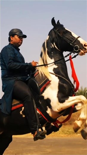 horse running video | | horse race video | | #shorts #animal #horse