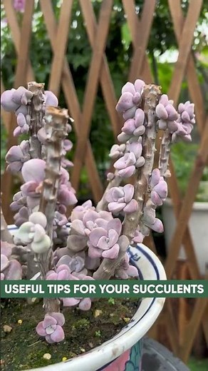 How to Propagate Succulents from Leaves & Cuttings | Step-by-Step