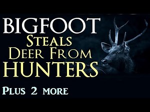 Bigfoot Steals Deer From Hunters - Plus 2 more Bigfoot Encounters