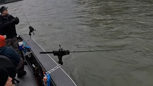 Everyone, what is your favorite Pro-Cure Bait Scents to use? It works wonders! Even the guys all along the backside got some love today. Sandshrimp, steelhead combo, etc... Thank you for sending us all of the good stuff to share with folks! Steve Lynch #steelheadfishing #salmonfishing #fishing ##fishinggear #fishingaddict #fishingtips #fishingday #ripsomelipsguideservice #simmsfishing Simms Fishing Products | Rip Some Lips Guide Service