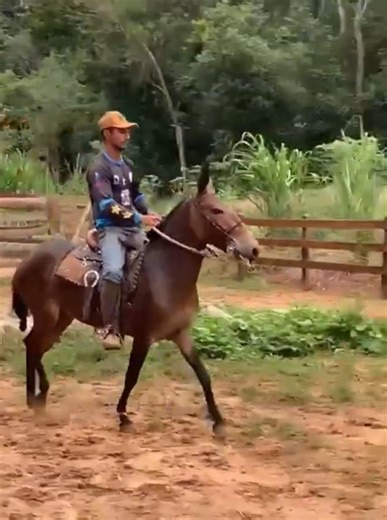 🐴 Mula top demais!Desmanchando na marcha. 👌👀#burro #mulas #muladeiro #muares #cavalos