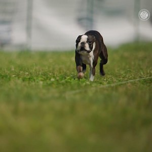 57K views · 836 reactions | GODOGGYGO | American Kennel Club | Facebook