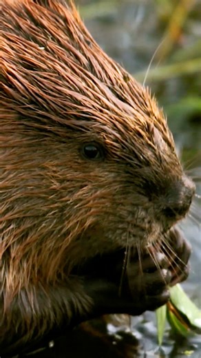 Beavers don’t learn to build dams from their parents! It’s an ingrained behaviour they’re born with 🦫 Link in @cbcdocs bio to watch Frozen in Time on CBC Gem and The Nature of Things YouTube 📺 | CBC Docs