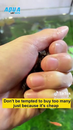 Mini Chili Crab Cleaner in Fish Tank Aquarium