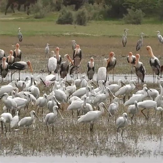 Great Concentration of Wader Birds at Mandothi