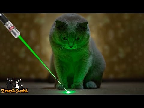 Funny Cats Vs Laser | Cats Chasing A Laser