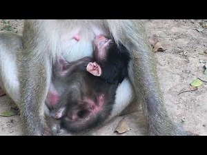 Newborn Baby Monkey​ Looks Having Diarrhea On Body - Newborn Baby Doesn't Have Milk From Mother