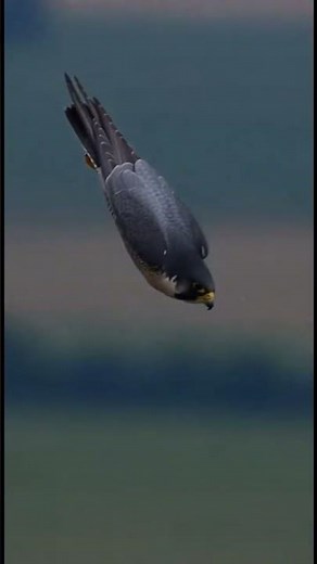 Falcon Hits Extreme Speed in a High-Velocity Dive and Precision Pullout