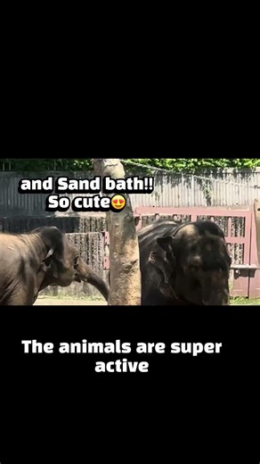 A must-visit spot in Korea, Seoul Grand Park Zoo