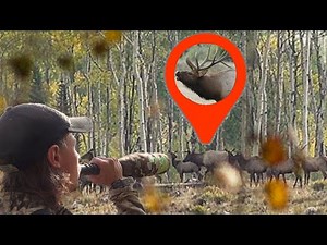 We found A TON of ELK! - Colorado Public Land