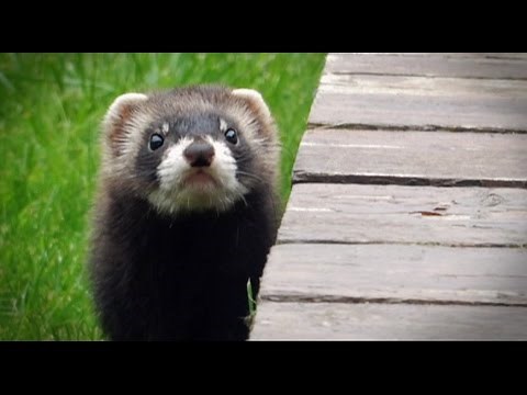 Springwatch 16 - Polecats making a big comeback