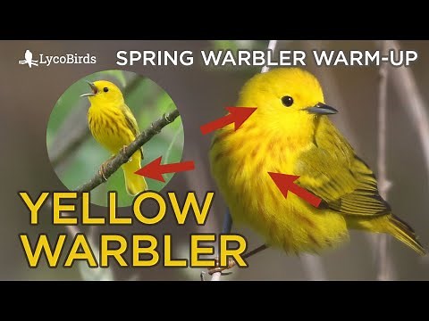 Yellow Warbler Identification | Spring Warbler Warm-up