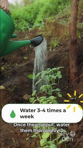 How to Grow Stunning Dahlias: Planting, Watering & Care Tips for Massive Blooms #organicgardening