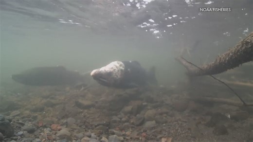 Columbia River dams to operate with salmon protections restored