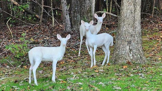 Rare sight: Family of 3 white deer caught on camera in rural NC