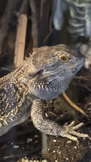 Head bobbing Bearded dragon 🐲🐉