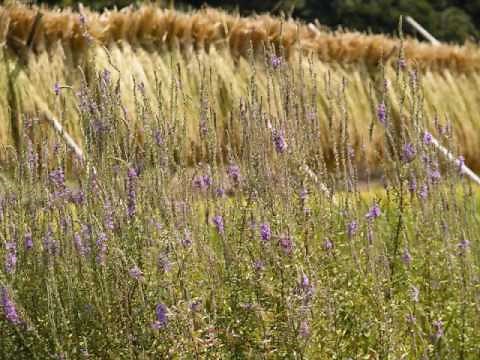 夏休み(吉田 拓郎）