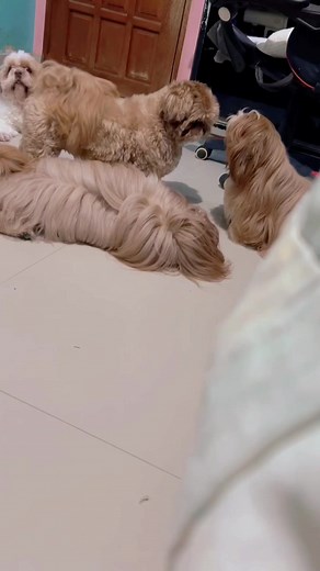 1.9K views · 218 reactions | nagsimula nanaman ang pango na makukulit ang mami samantha po nila ang kalaro nila, hindi po ang mami kaylie (nagkamali ako ng name來 nalito na) at wag po kayo mag-alala Samuel Ma-eL lang po talaga yan at wala napo matres si siegrid❤️ #hyperbabies #harutanpamore | Pamilya Balbons - Team Pango | Facebook