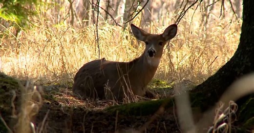 Hook & Hunting: Michigan DNR launches deer management initiative