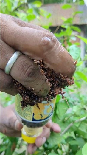 Easy & Best Way to Propagate Any Plant 🌱 Fast Plant Propagation Method for Beginners