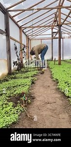 Vertical of a farmer working in a greenhouse during the cold season, carefully tending to vegetables and greens. Engaged in sustainable agriculture, he ensures fresh produce despite the chilly weather Stock Video Footage - Alamy