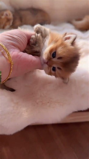 The kitten was about to fall down. #cute #petcare #shorts