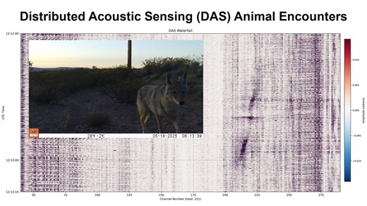 5.8K views · 70 reactions | The Distributed Acoustic Sensing (DAS) array at the EarthScope Primary Instrument Center (EPIC) in Socorro, New Mexico captured some more curious visitors! 歷 We thank Sintela for providing a demo instrument for DAS testing. | EarthScope Consortium | Facebook