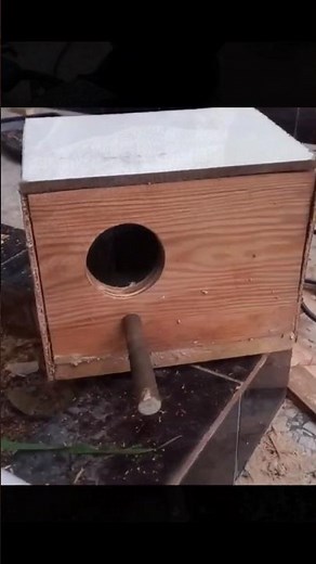 DIY || How to make a Nesting box || Bird || Budgie || Cockatiel #short #shorts #fyp #pet