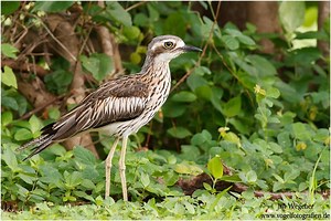 Bush stone curlew - Alchetron, The Free Social Encyclopedia