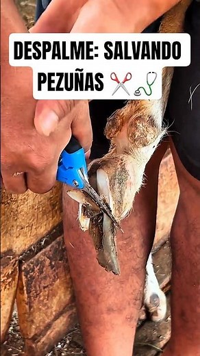 ​¿Alguna vez te has preguntado qué pasa si no se recortan las pezuñas de una cabra? #saludanimal